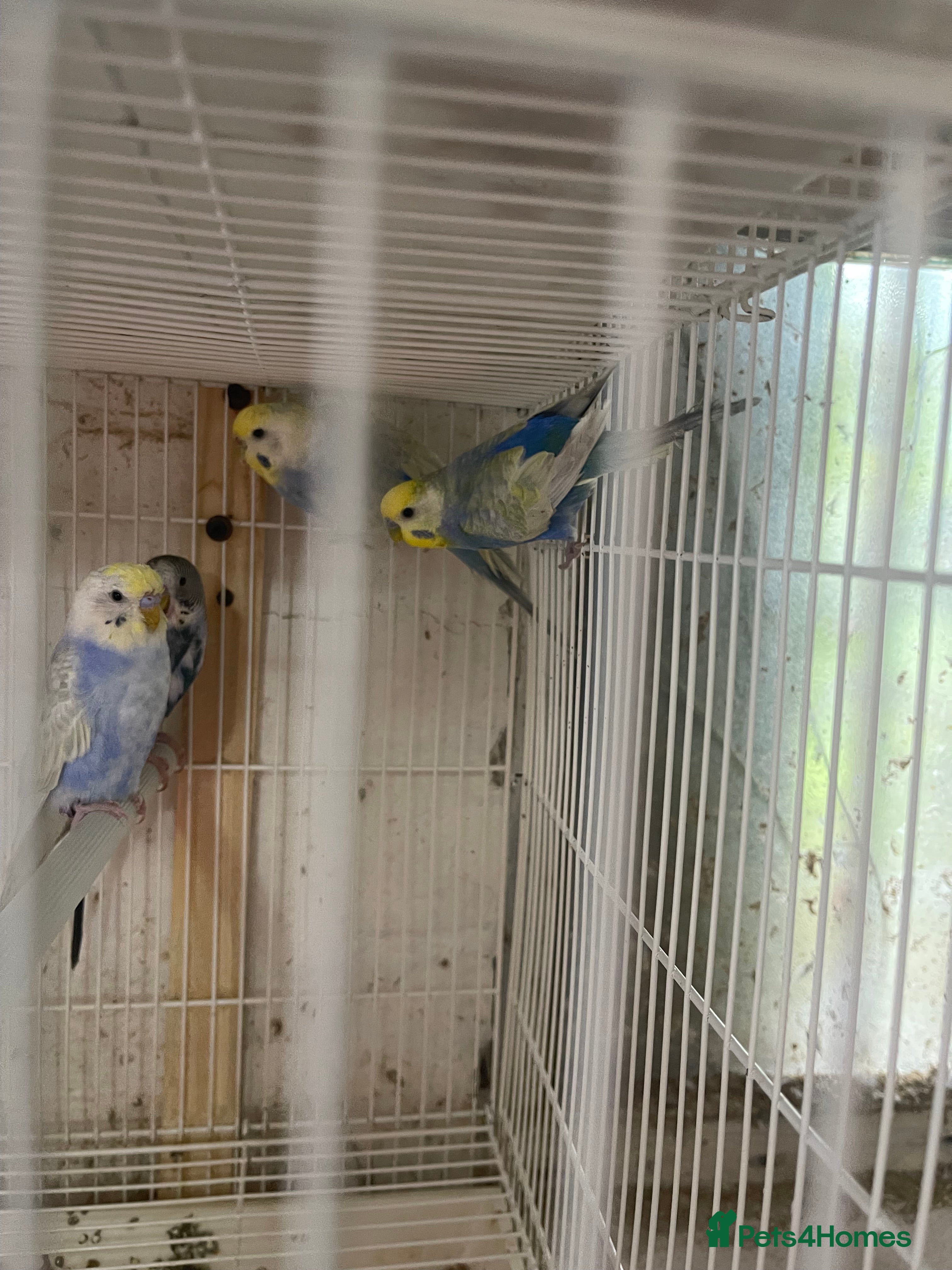 Lorikeets birds Budgies  - Advert 7