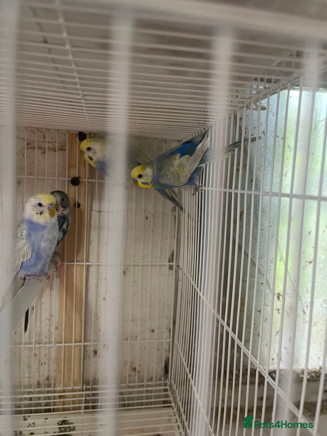 Lorikeets birds for sale: Budgies  - Advert 1