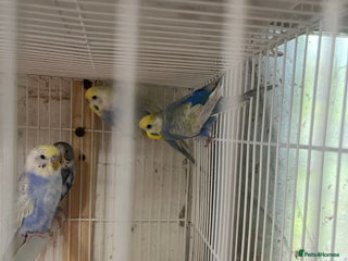 Lorikeets birds - Advert 1