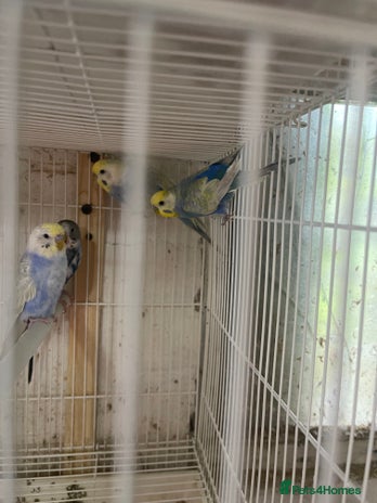 Lorikeets birds - Advert 1