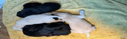 Labrador Retriever dogs for sale: Fantastic Labrador puppies - Advert 11