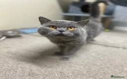 British Shorthair cats for sale: Stunning fluffy British short haired kittens  - Image 16