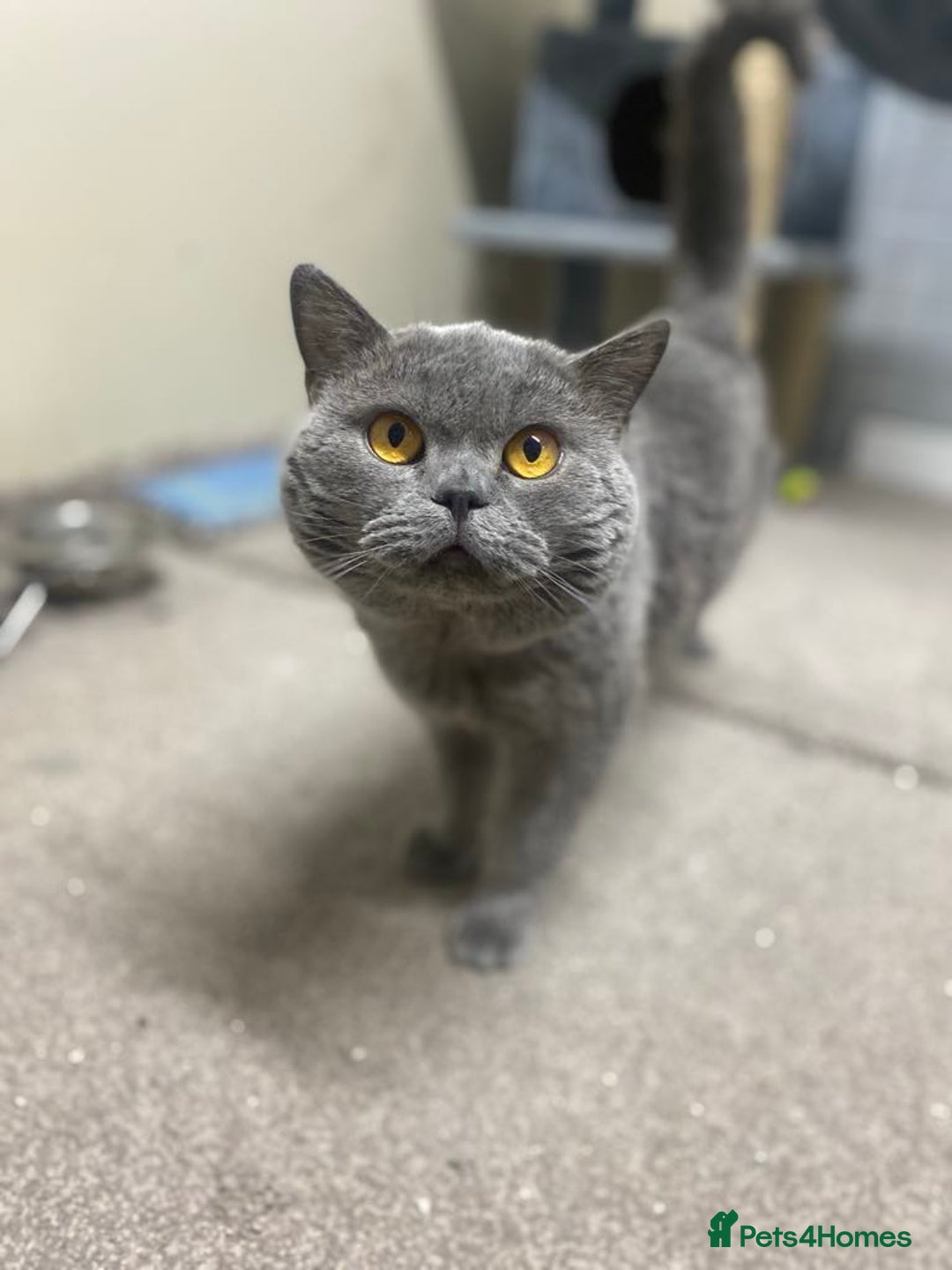 British Shorthair cats for sale: Stunning fluffy British short haired kittens  - Image 16