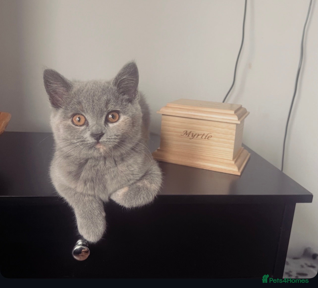 British Shorthair cats British shorthair  - Advert 1