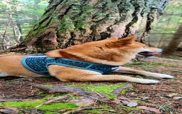 Japanese Shiba Inu dogs for stud: Beautiful Gladiators Warrior ready for stud - Advert 3