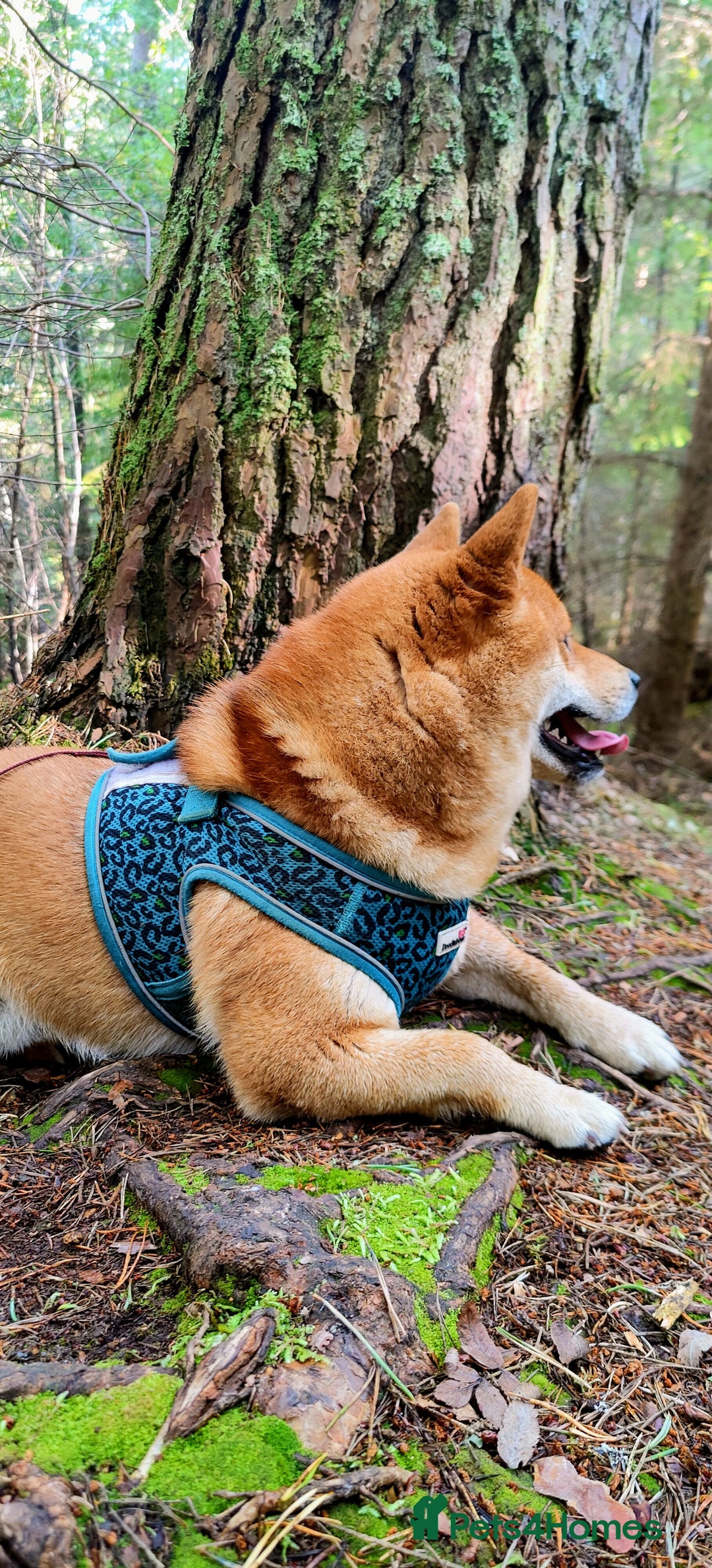 Japanese Shiba Inu dogs for stud: Beautiful Gladiators Warrior ready for stud - Advert 3