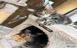 Maine Coon cats for sale: Maine coons - Image 8