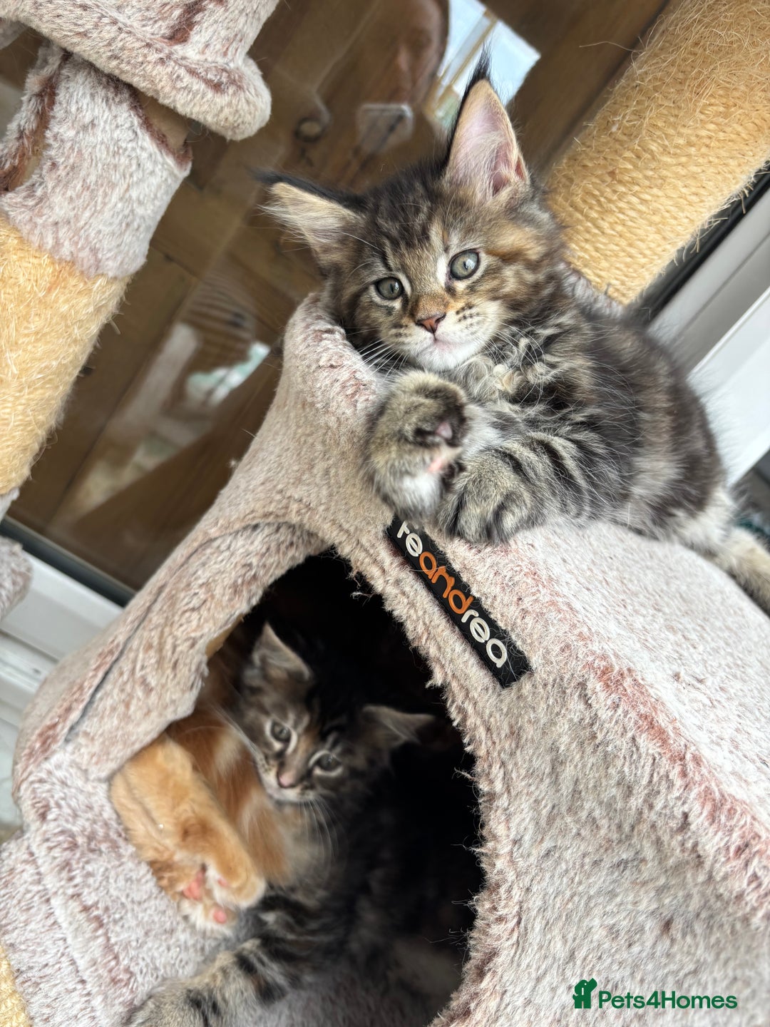 Maine Coon cats for sale: Maine coons - Image 8