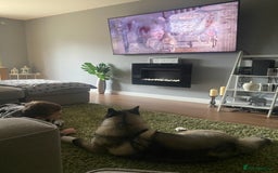 Akita dogs for sale: 4 year old Akita  - Image 34