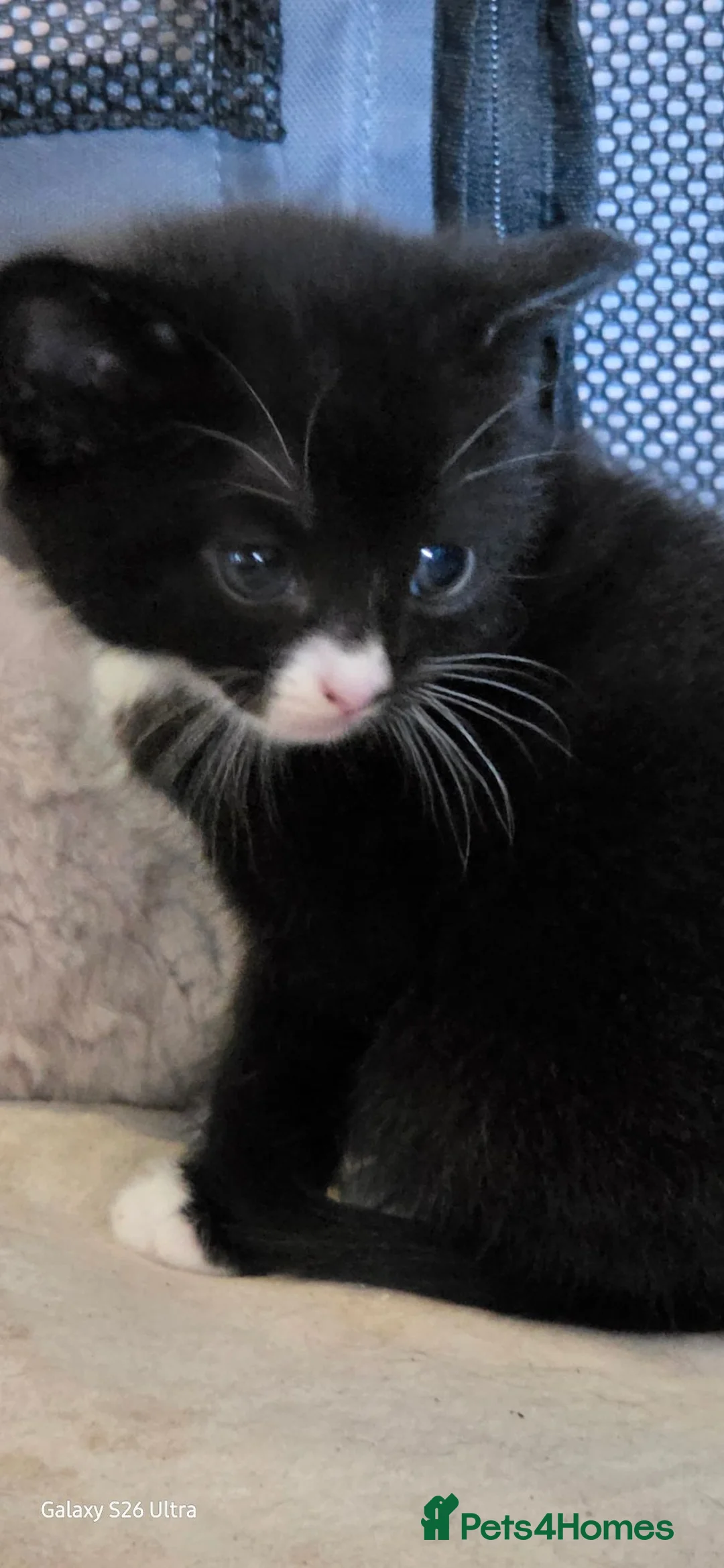 Mixed Breed cats for sale: 3x Boy kittens for sale - Advert 2