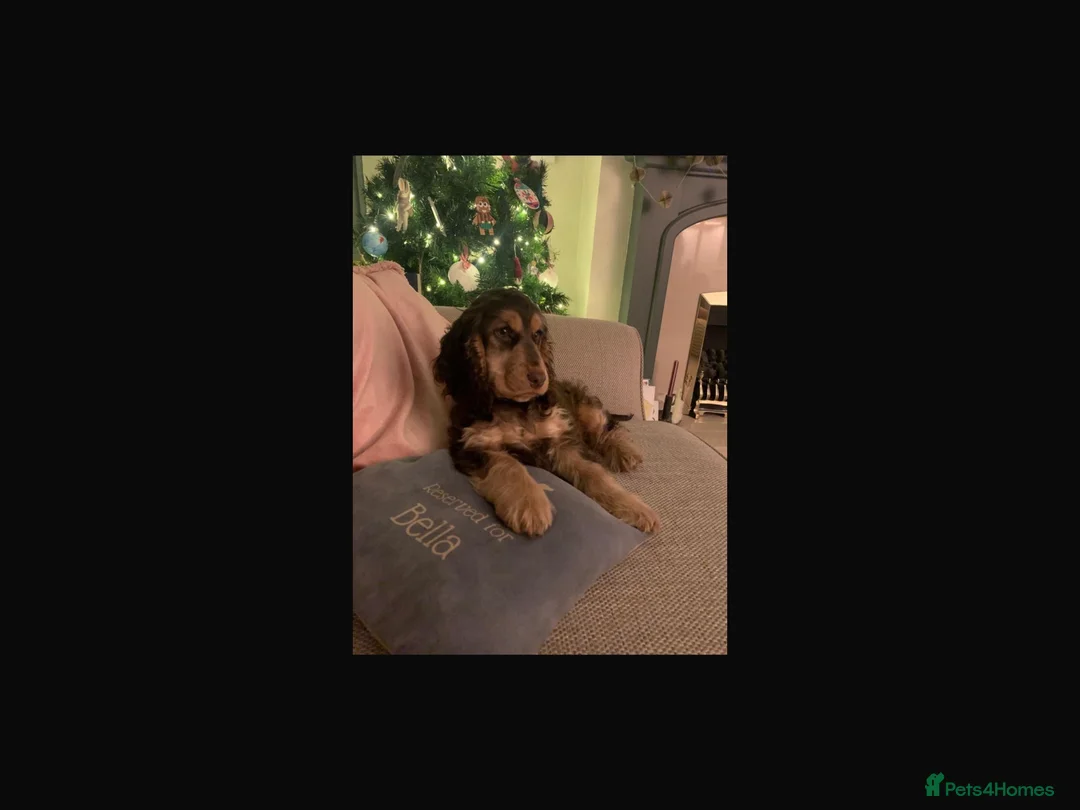 Cocker Spaniel dogs for sale: Chocolate Sable Show Cockers ✨ - Advert 18