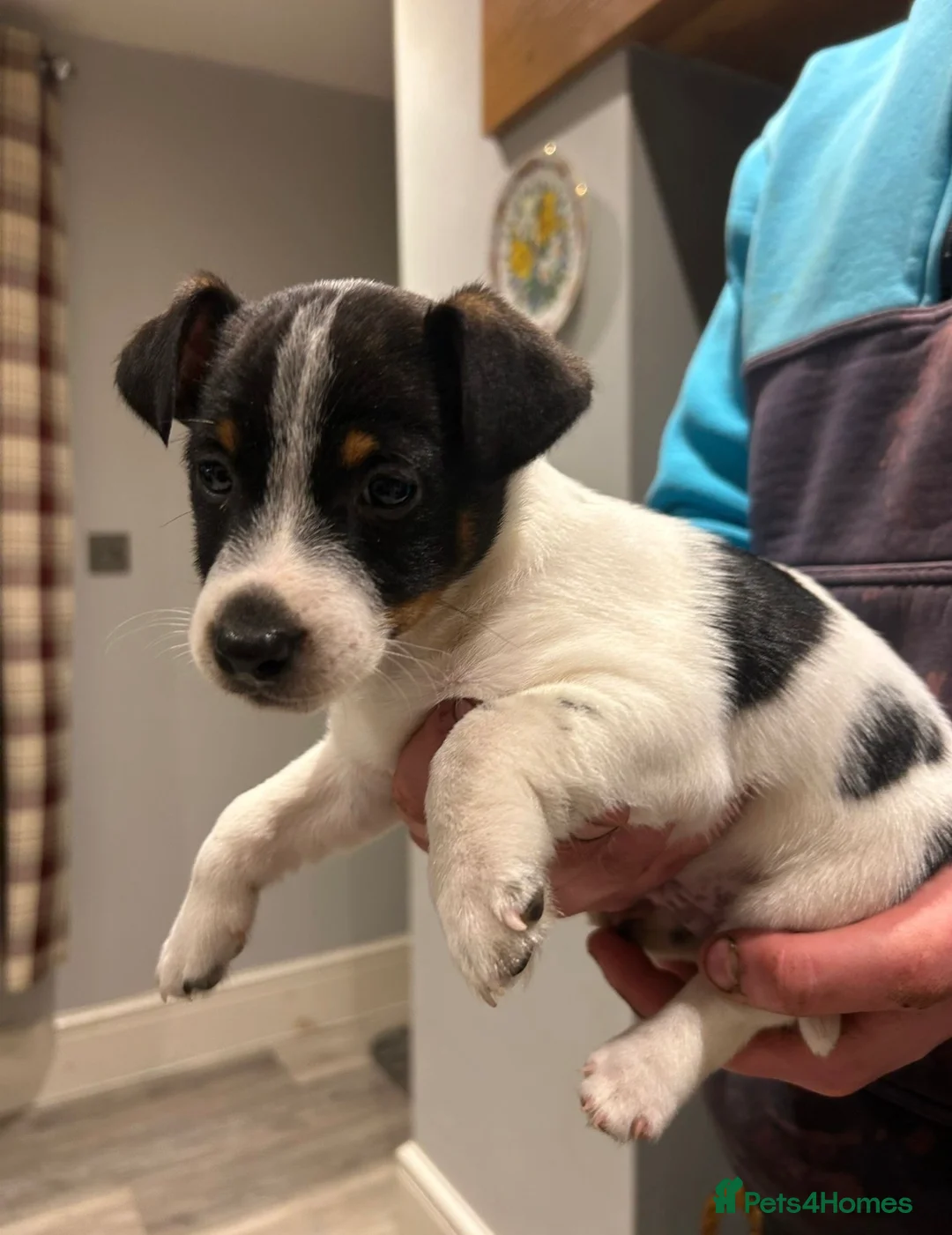 Jack Russell dogs for sale: Miniature Jack Russel puppies for sale  - Advert 4