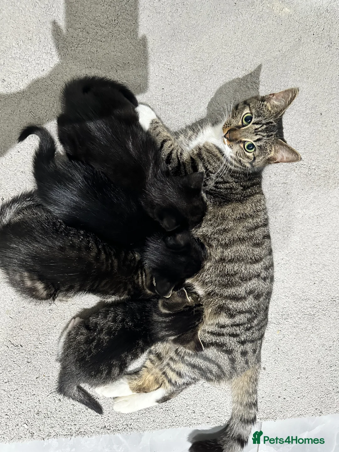 Mixed Breed cats for sale: Mixed breed kittens  - Advert 1