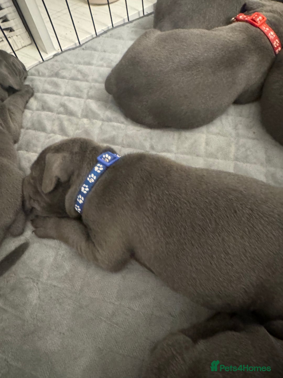 Staffordshire Bull Terrier dogs for sale: STUNNING KC REGISTERED BLUE STAFFY PUPS - Advert 9