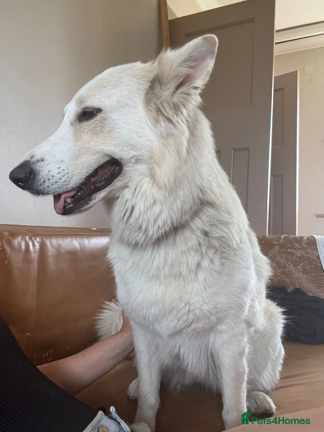 Mixed Breed dogs for sale: Please help us find Nova a loving home in Petersfield - Advert 3