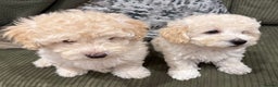 Maltipoo dogs for sale: Ready now - 1 boy left F1B Maltipoo Puppy 💜🐾 - Advert 33