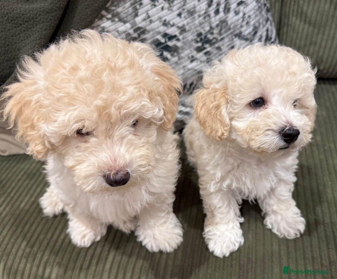 Maltipoo dogs for sale: Ready now - 1 boy left F1B Maltipoo Puppy 💜🐾 - Advert 33