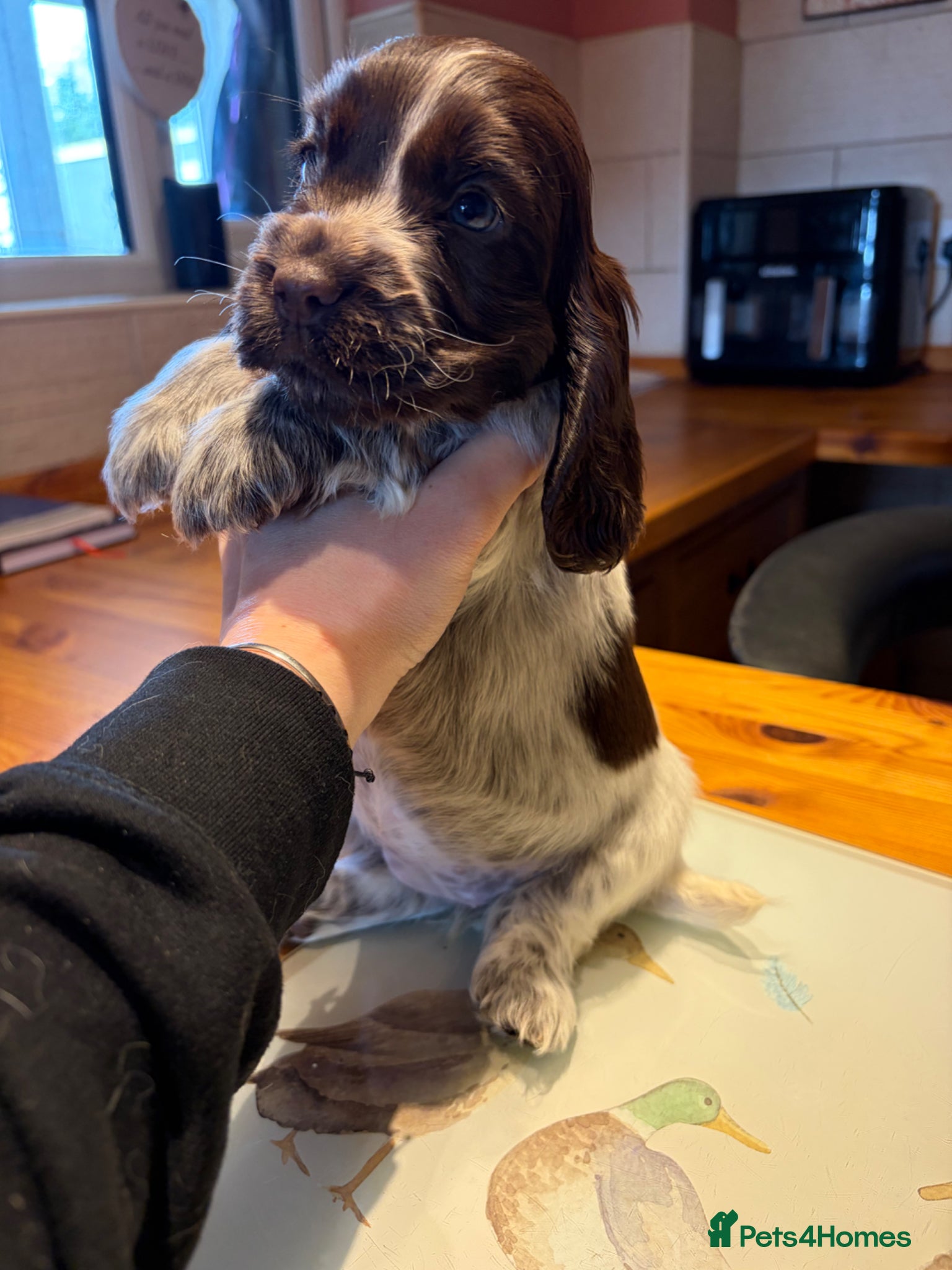 Cocker Spaniel dogs 100% show Serbia lines ready now  - Advert 2