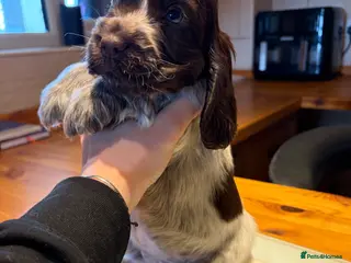 Cocker Spaniel dogs 100% show Serbia lines ready now - Advert 2
