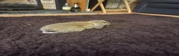 Mini Lop rabbits for sale: mini lop female rabbit  - Advert 4