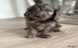 Cockapoo dogs for sale: Cockapoo puppies - Image 4