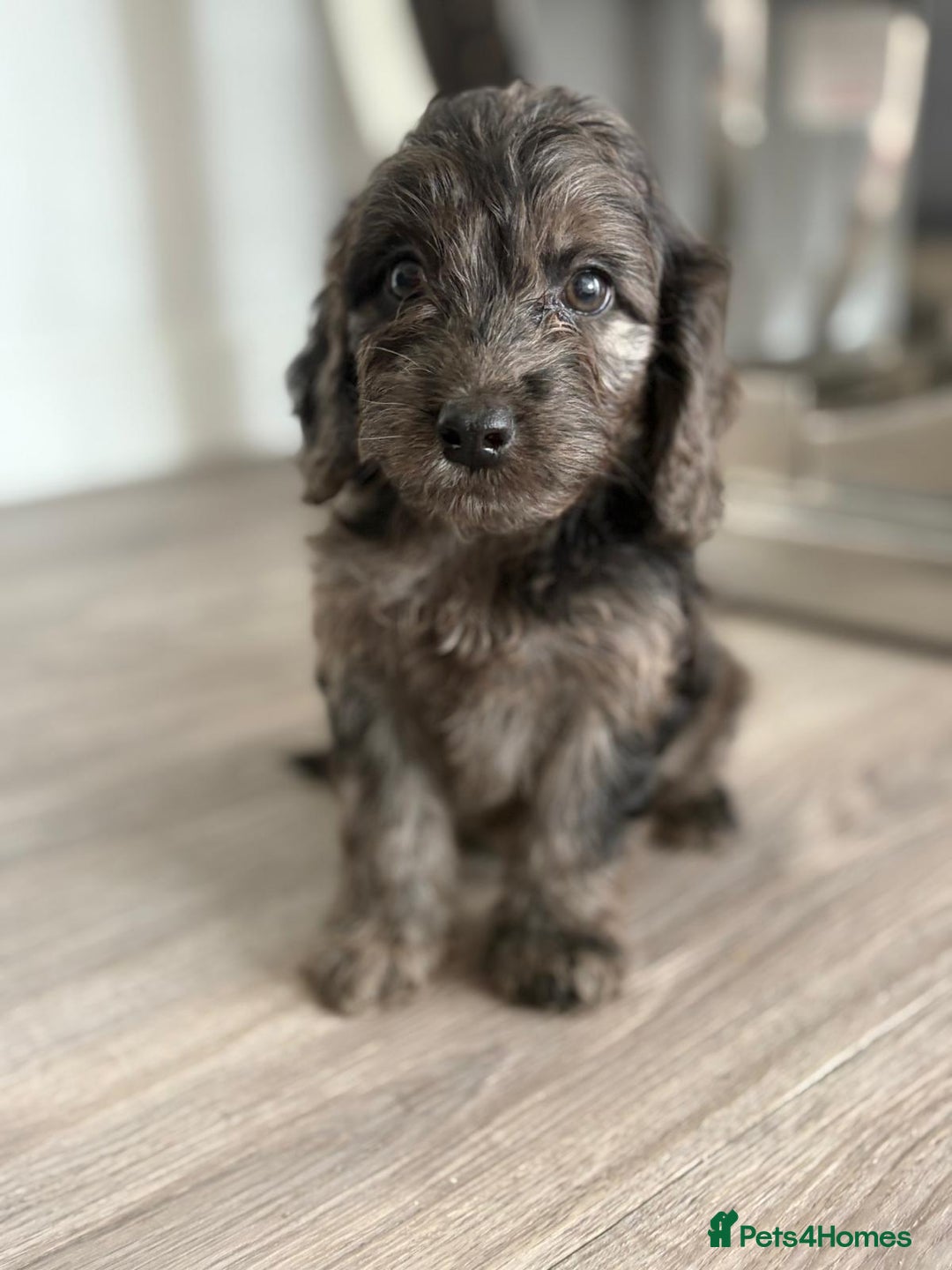 Cockapoo dogs for sale: Cockapoo puppies - Image 4