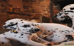Dalmatian dogs for sale: Beautiful KC Registered Dalmatian Litter - Image 4