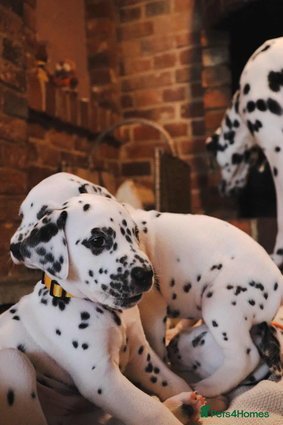 Dalmatian dogs for sale: Beautiful KC Registered Dalmatian Litter - Image 4