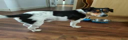 Jack Russell dogs for stud: Chip (the stud) - Advert 4