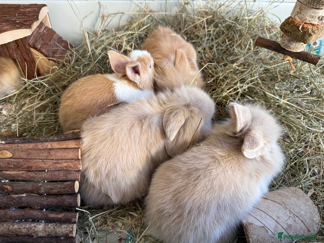 Mixed Breed rabbits for sale: Beautiful friendly baby bunnies ready in 4 weeks  - Advert 36