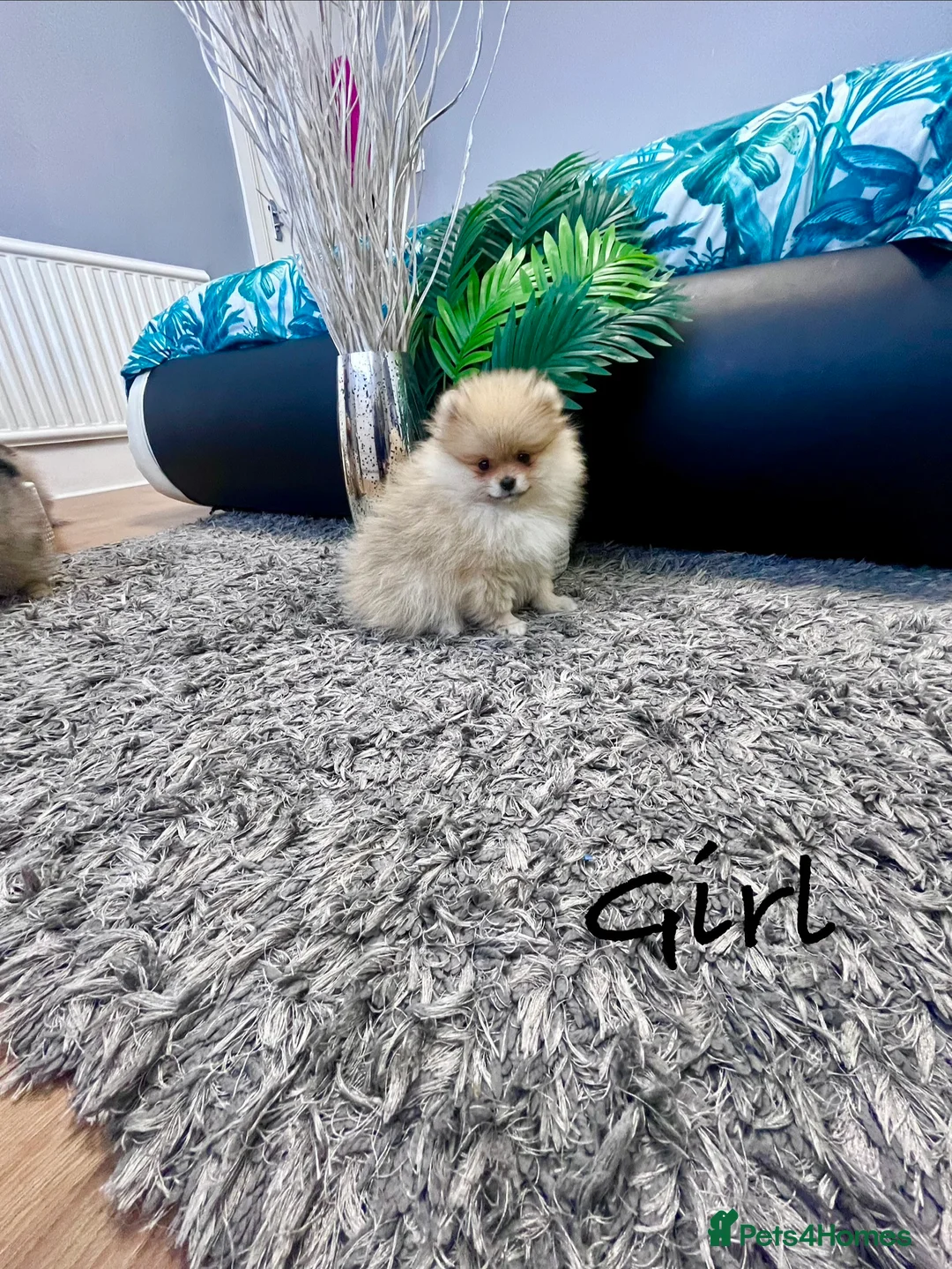 Pomeranian dogs for sale: Top Quality 🐻 Teddy Face  - Advert 6