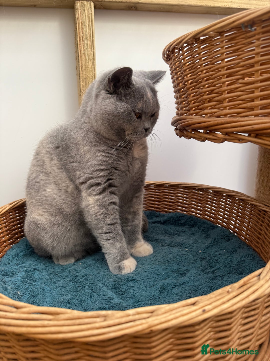 British Shorthair cats for sale: British Shorthair Adult  - Image 4