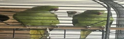Ringnecks birds for sale: Ringnecks pair proven in Dewsbury - Advert 1