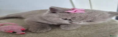 British Shorthair 2