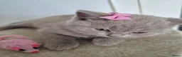 British Shorthair cats for sale: British shorthair kittens  - Advert 24