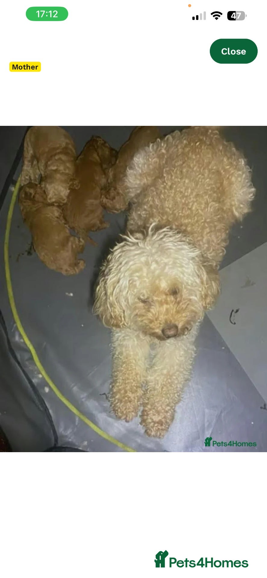 Cavapoo dogs Freddie - Advert 4