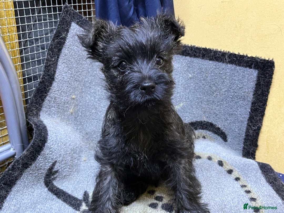 Cairn Terrier dogs for sale: Adorable Cairn Terrier Puppies - Image 12