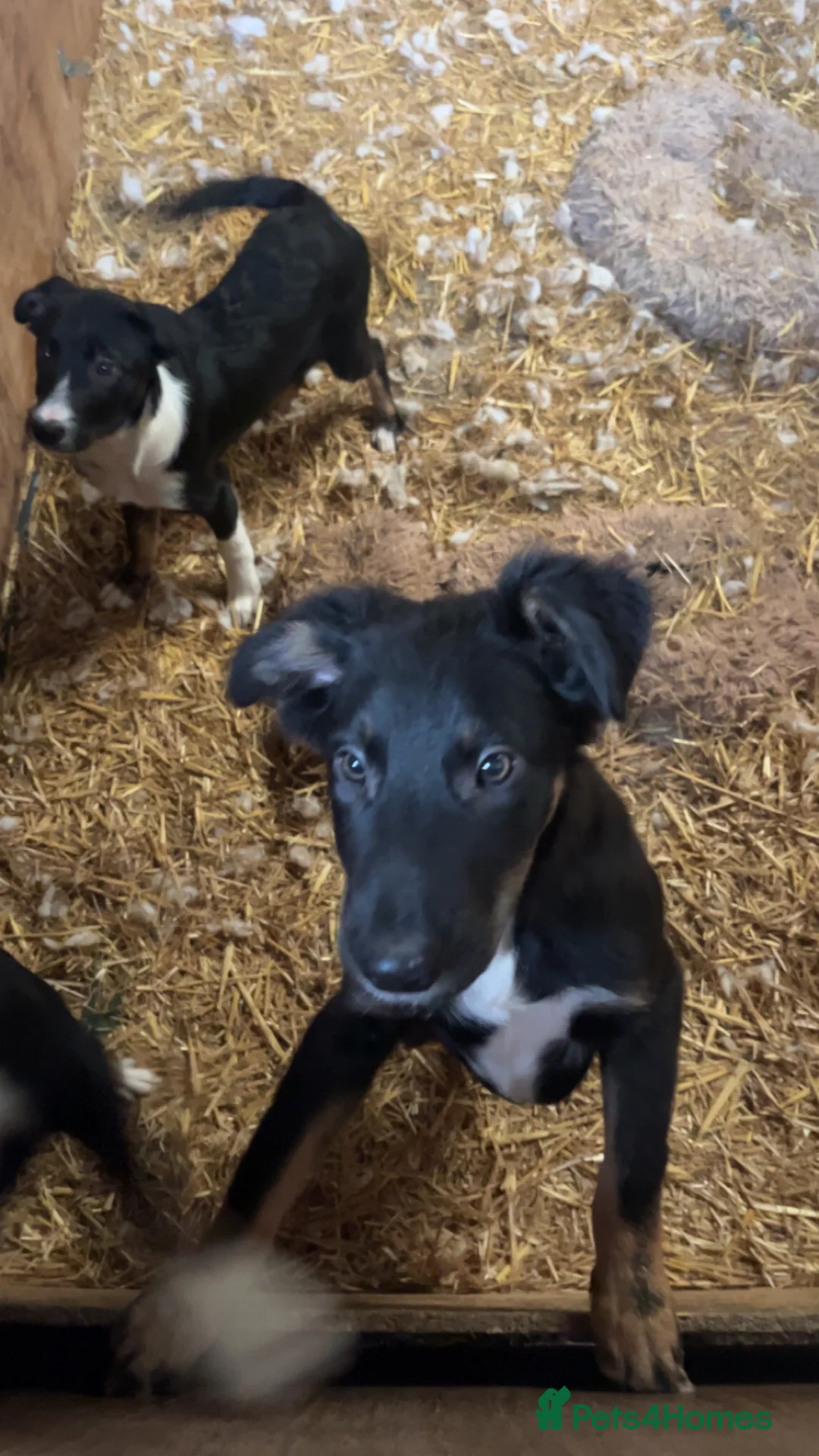 Mixed Breed dogs for sale: 4 month old pups  - Advert 5