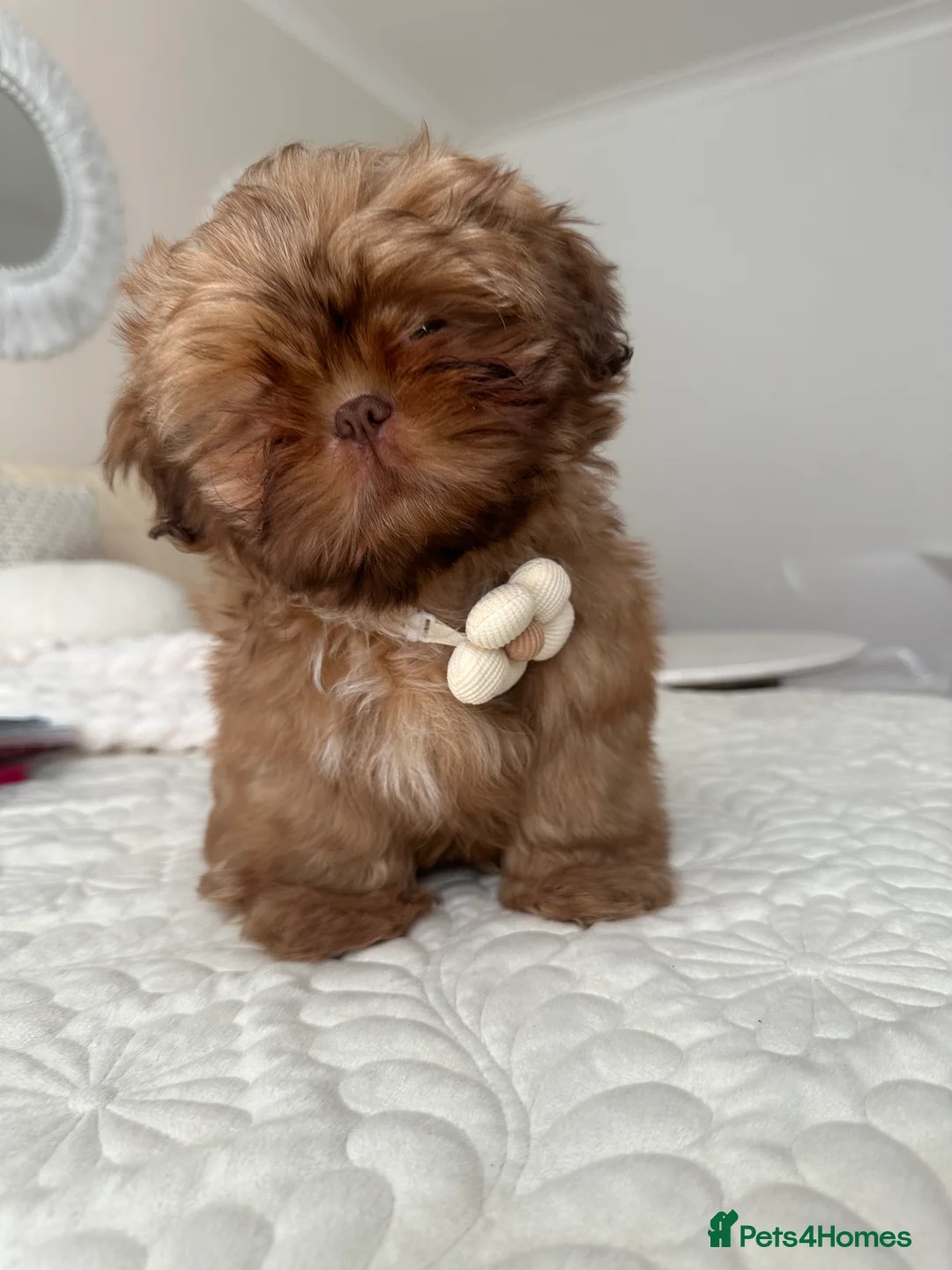 Shih Tzu dogs for sale: Stunning Karashishi Shih tzus - Advert 19