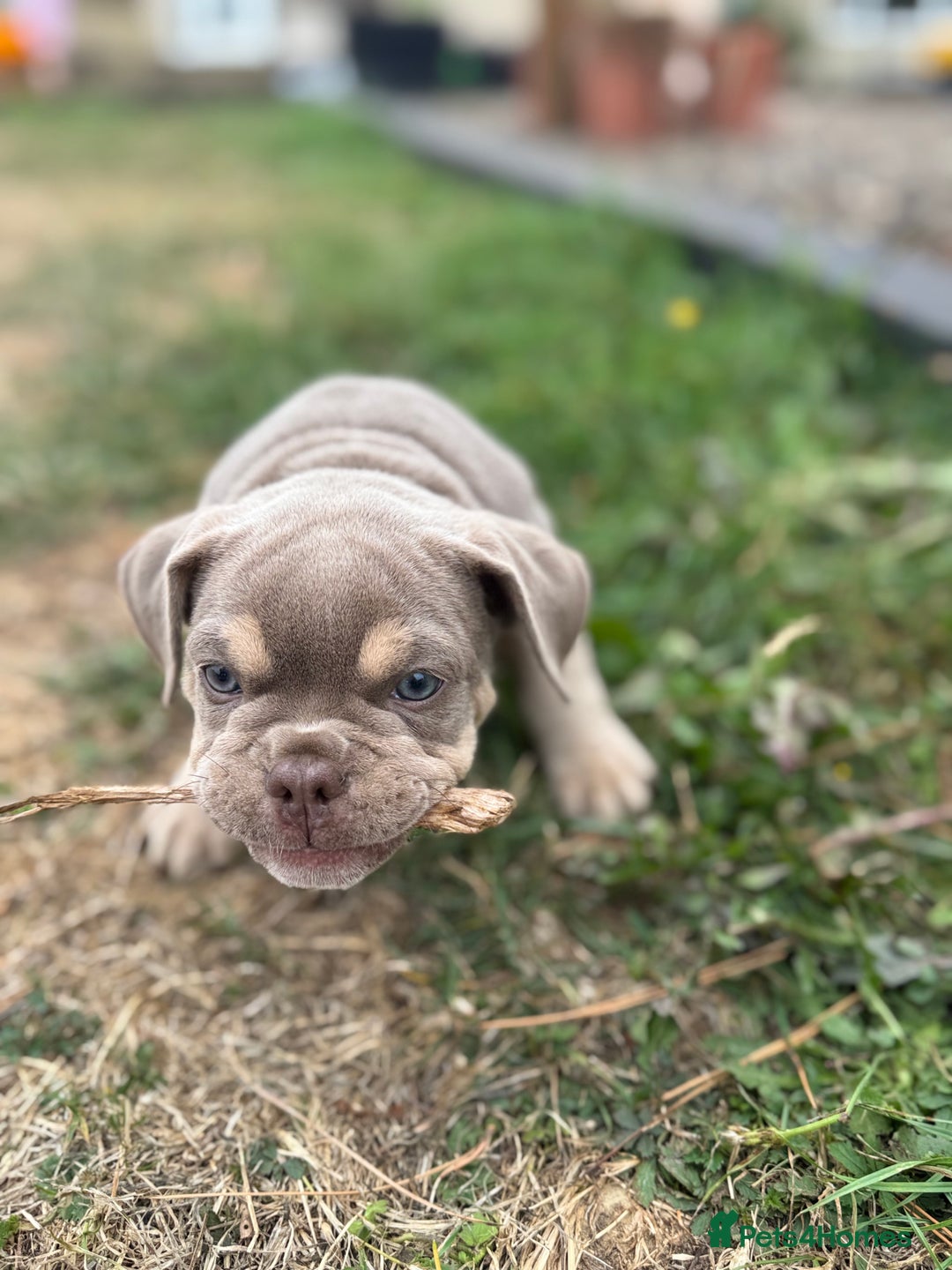 Mixed Breed dogs for sale: Bulldog x staff puppies  - Image 3