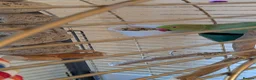 Parrots birds for sale: INDIAN RING NECK PARROT ( MALE ) - Advert 12