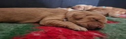 Golden Retriever dogs for sale: Kc fox red, golden & white golden-retriever puppys - Advert 8