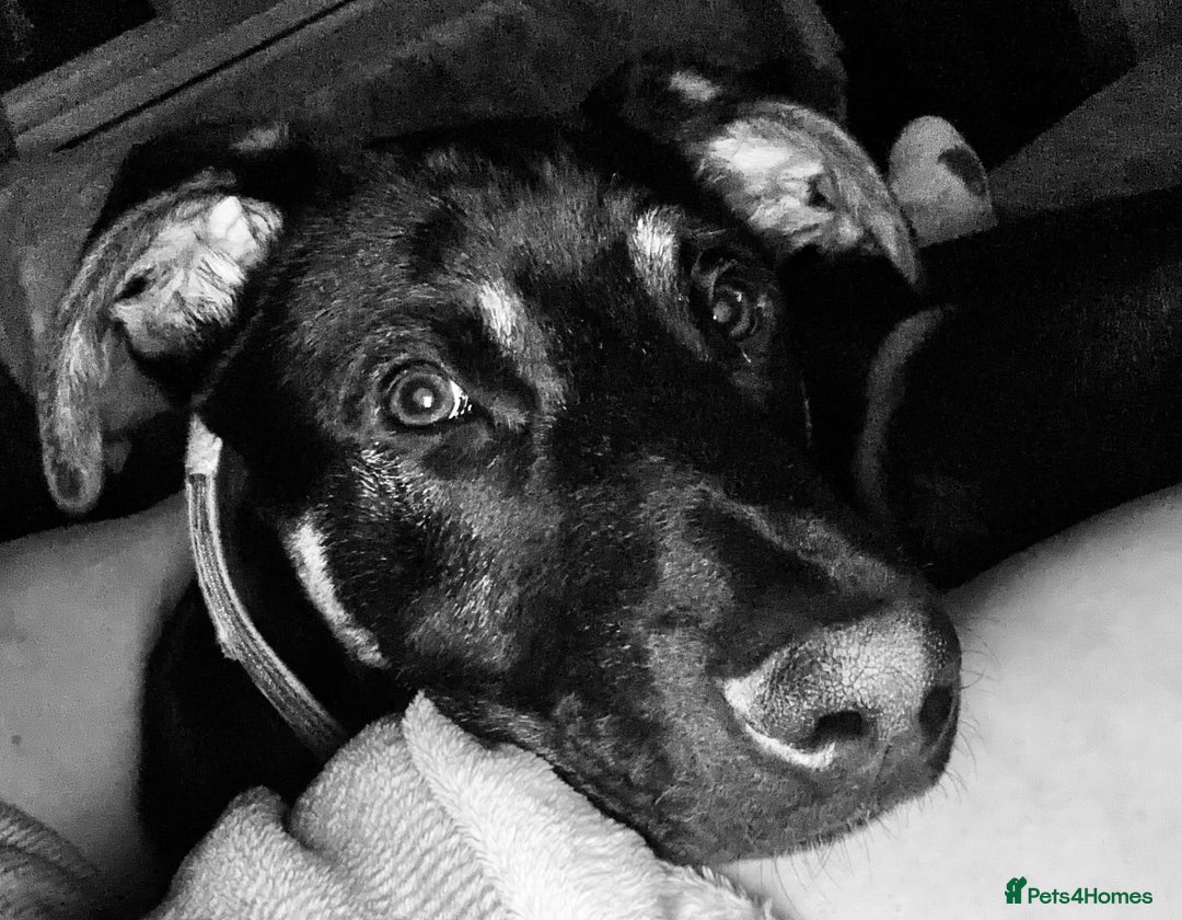 Mixed Breed dogs for sale: Kodi German Shepard/Dobermen Mix  - Image 1