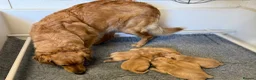 Golden Retriever dogs for sale: KC Registered Golden Retriever Puppies - Advert 14