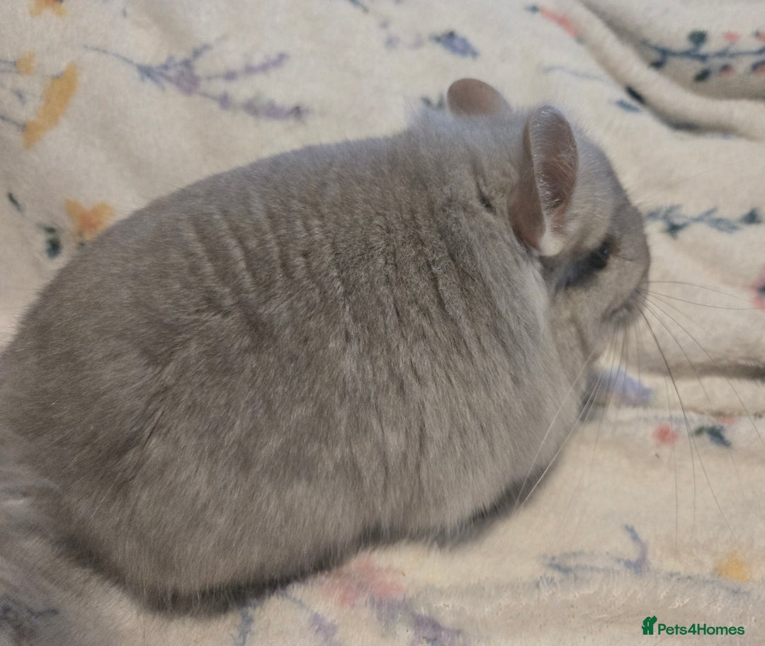 Chinchilla rodents for sale: Gorgeous Tan Royal Persian Angora Poss VC/BDC - Advert 16