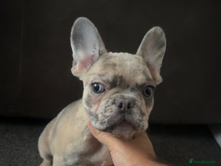French Bulldog dogs - Advert 18