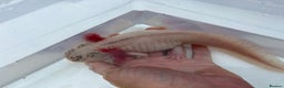 Axolotl reptiles for sale: Leucistic Axolotls - Males and Females - Advert 1