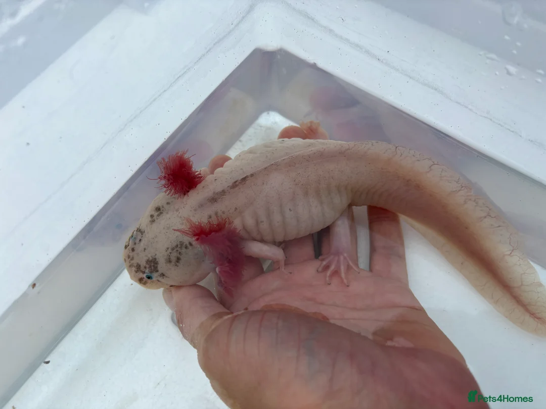 Axolotl reptiles for sale: Leucistic Axolotls - Males and Females - Advert 1