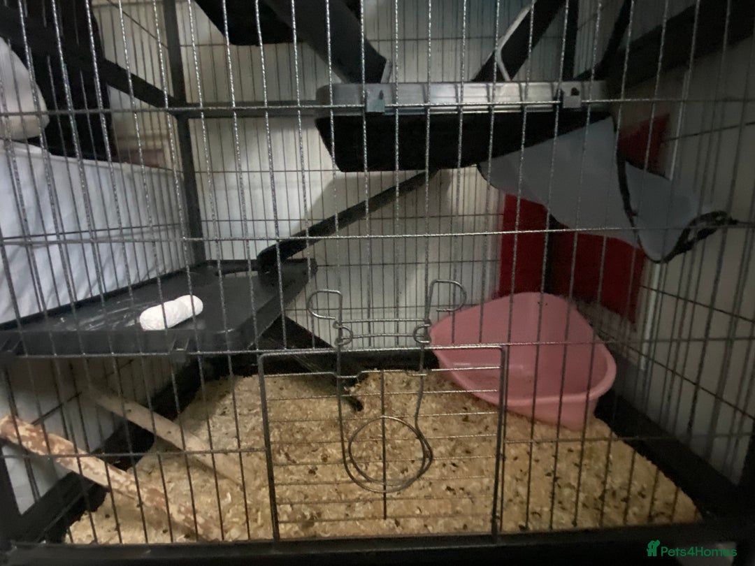 Chinchilla rodents for sale: Chinchillas for sale  - Image 13