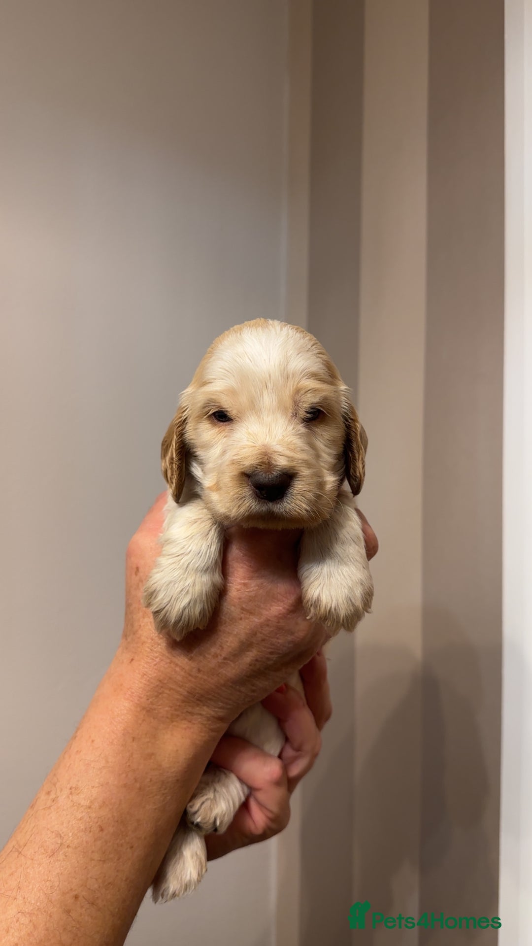 Cocker Spaniel dogs for sale: English show cocker spaniels  - Image 4